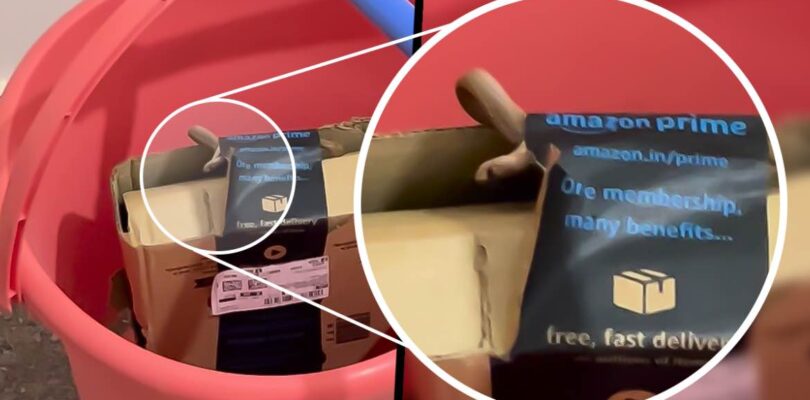 Bengaluru pareja ordene xbox controlador de Amazon, obtenga una serpiente en vivo con el paquete