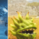 Cómo obtener la armadura de Palico de plántulas de Morbol en Monster Hunter Wilds